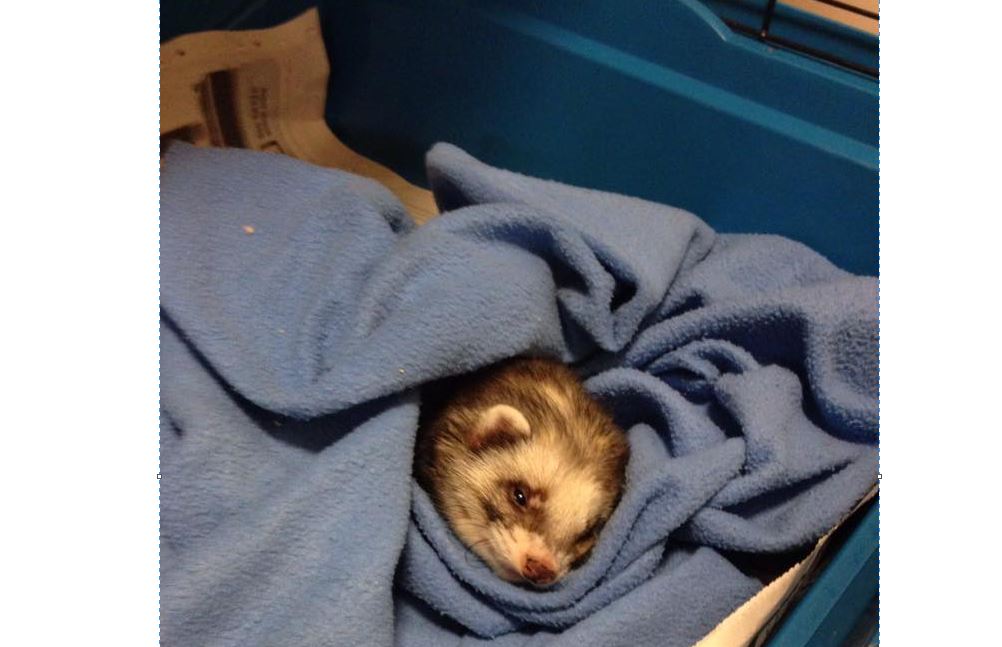 Bandit the Ferret
