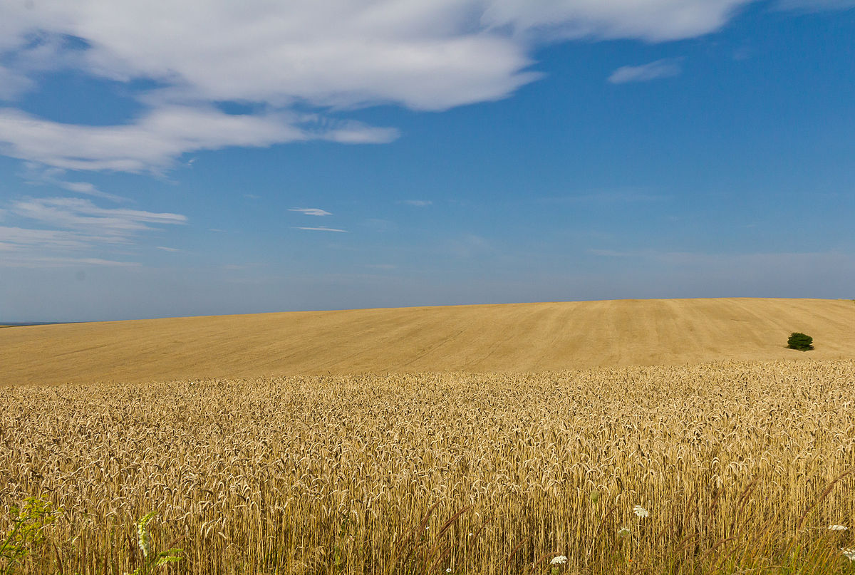 Wheatfield in Ukraine