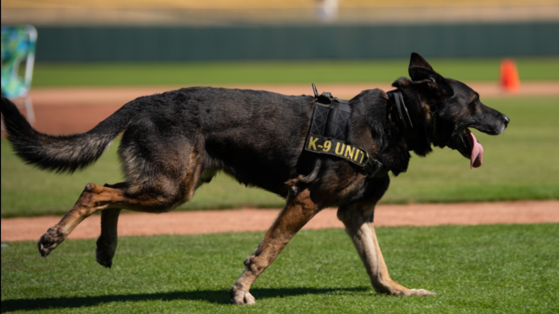 Rango the dog during Desert Dog trials