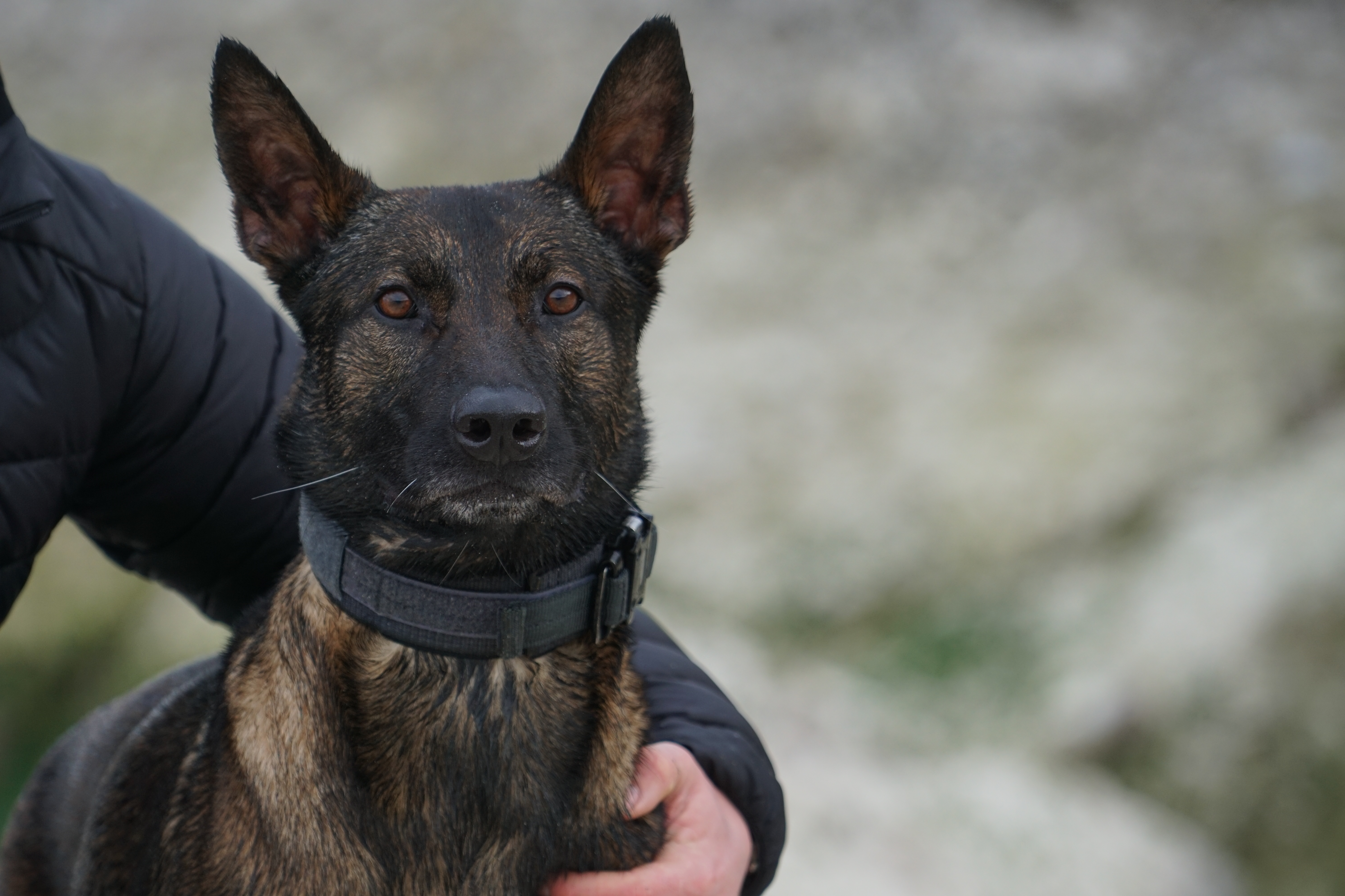 Retired MWD Kuno is to receive the PDSA Dickin Medal. COURTESY OF PDSA.JPG 