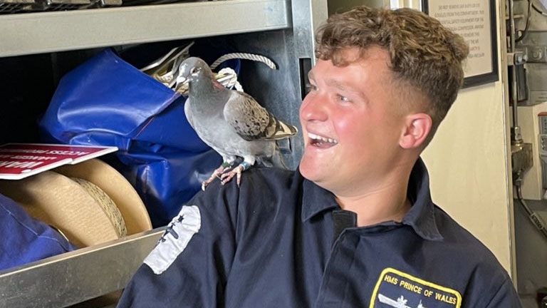 Rex the carrier pigeon injured found near the flight deck HMS Prince of Wales 14092021 Credit HMS Prince Of Wales Twitter.jpg