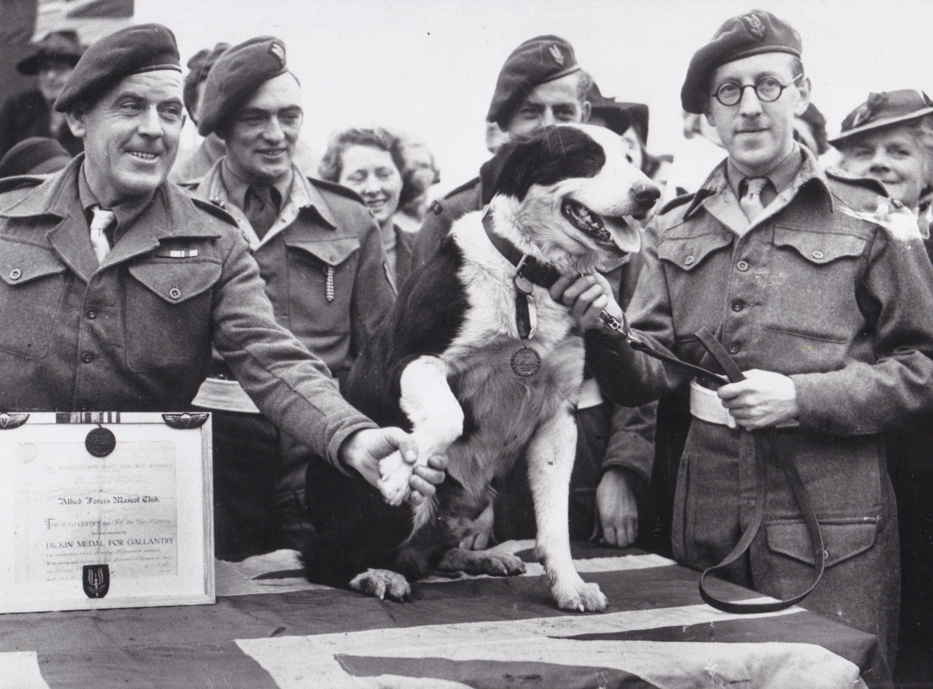 War Dog Rob receives Dickin Medal