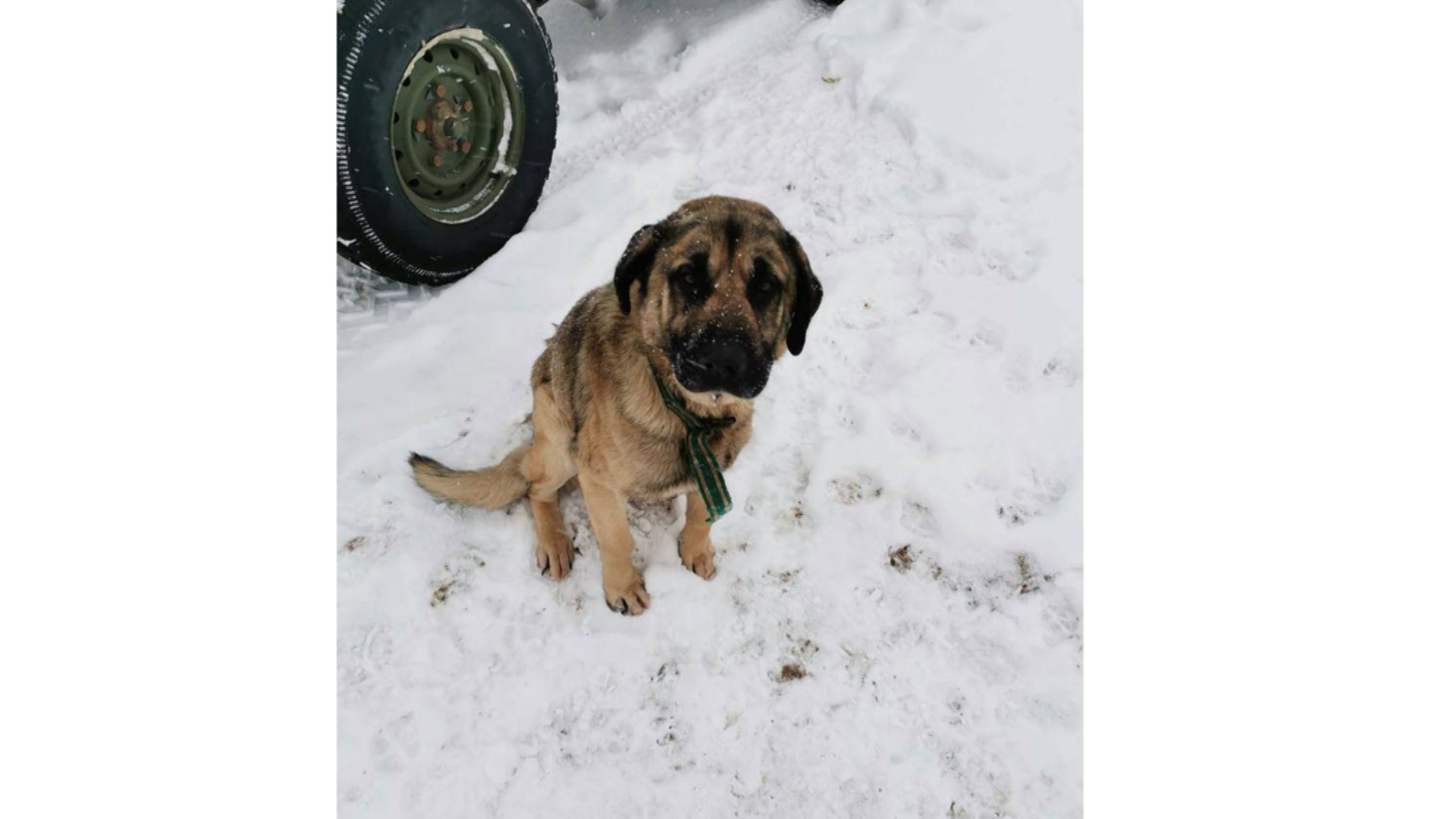 Cover image: Roi was found by the troops after getting frightened by fireworks on New Year's Eve (Picture: NATO Battlegroup Estonia/Facebook).