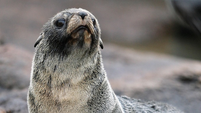 Britton Bitten By Seal Rescued By Royal Navy &amp; RAF