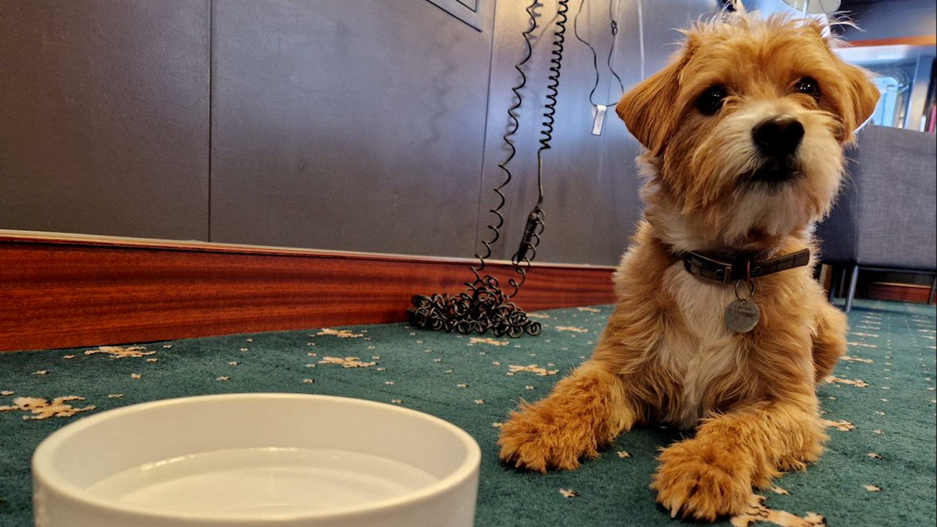 Scrumpy the dog on board HMS Queen Elizabeth
