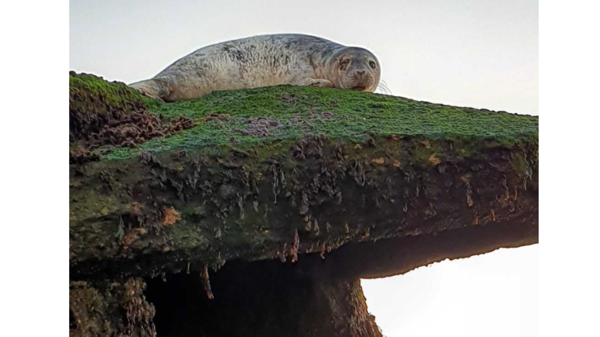 (Picture: RSPCA).