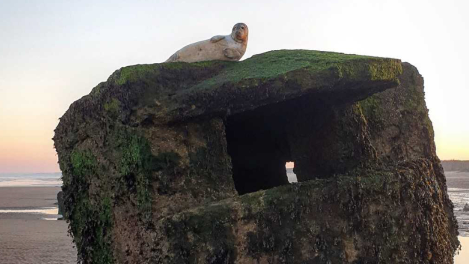 Stranded seal pup on WWII pillbox (Picture: RSPCA).