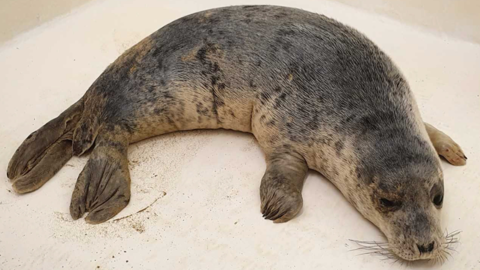 The seal was released back into the wild on Wednesday (Picture: RSPCA).