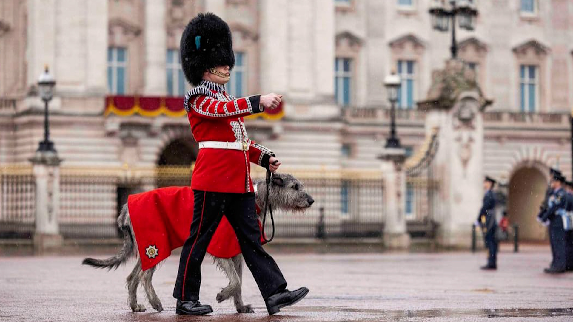 Seamus Irish Wolf Hound Irish Guards Coronation 090523 CREDIT IRISH GUARDS TWITTER