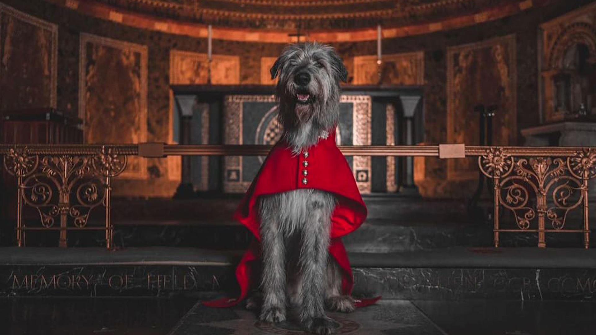 Seamus Irish Wolf Hound Irish Guards Uniform 090523 CREDIT IRISH GUARDS TWITTER