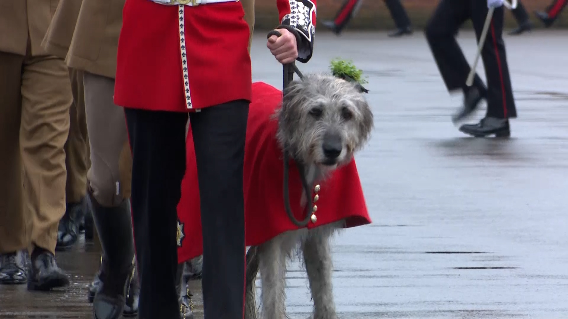 Seamus steals the show as he leads St. Patrick's Day Parade CRDIT BFBS 170324