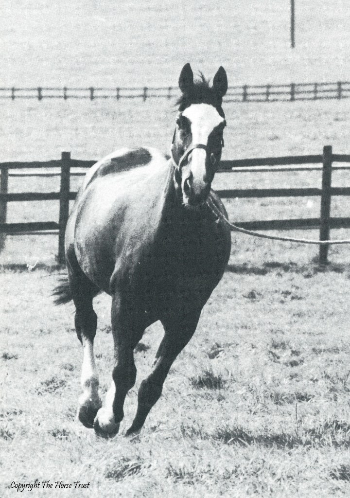 Sefton Horse Trust