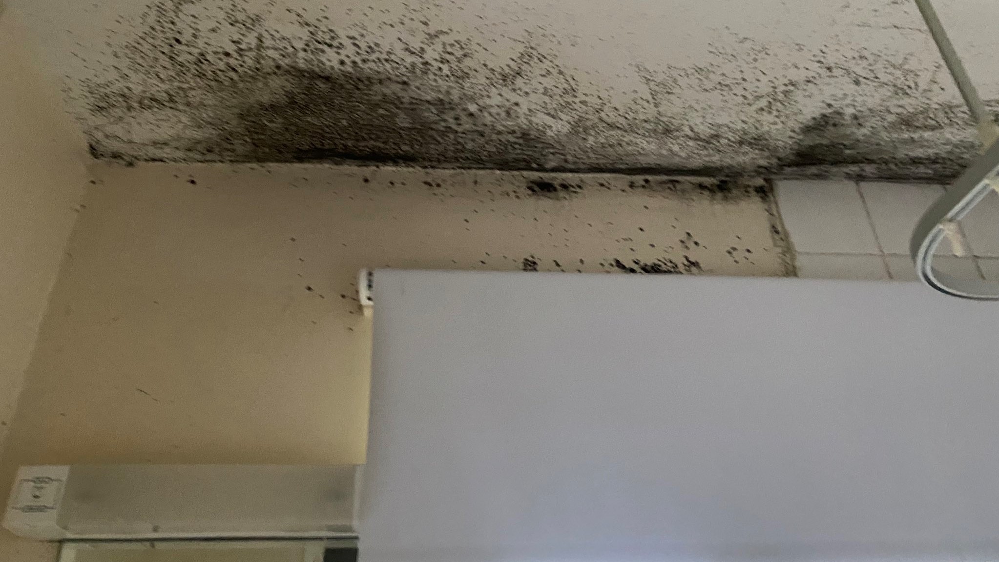 Service families accomodation mould DATE 21022023 CREDIT Abbie Rodgers Twitter.jpg