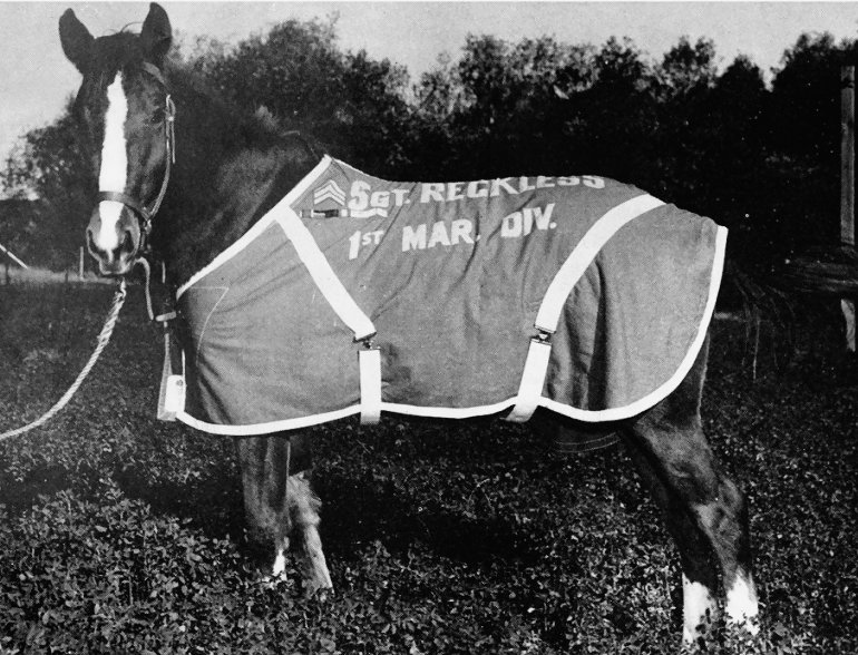 Sergeant Reckless America's warhorse at Camp Pendleton in California