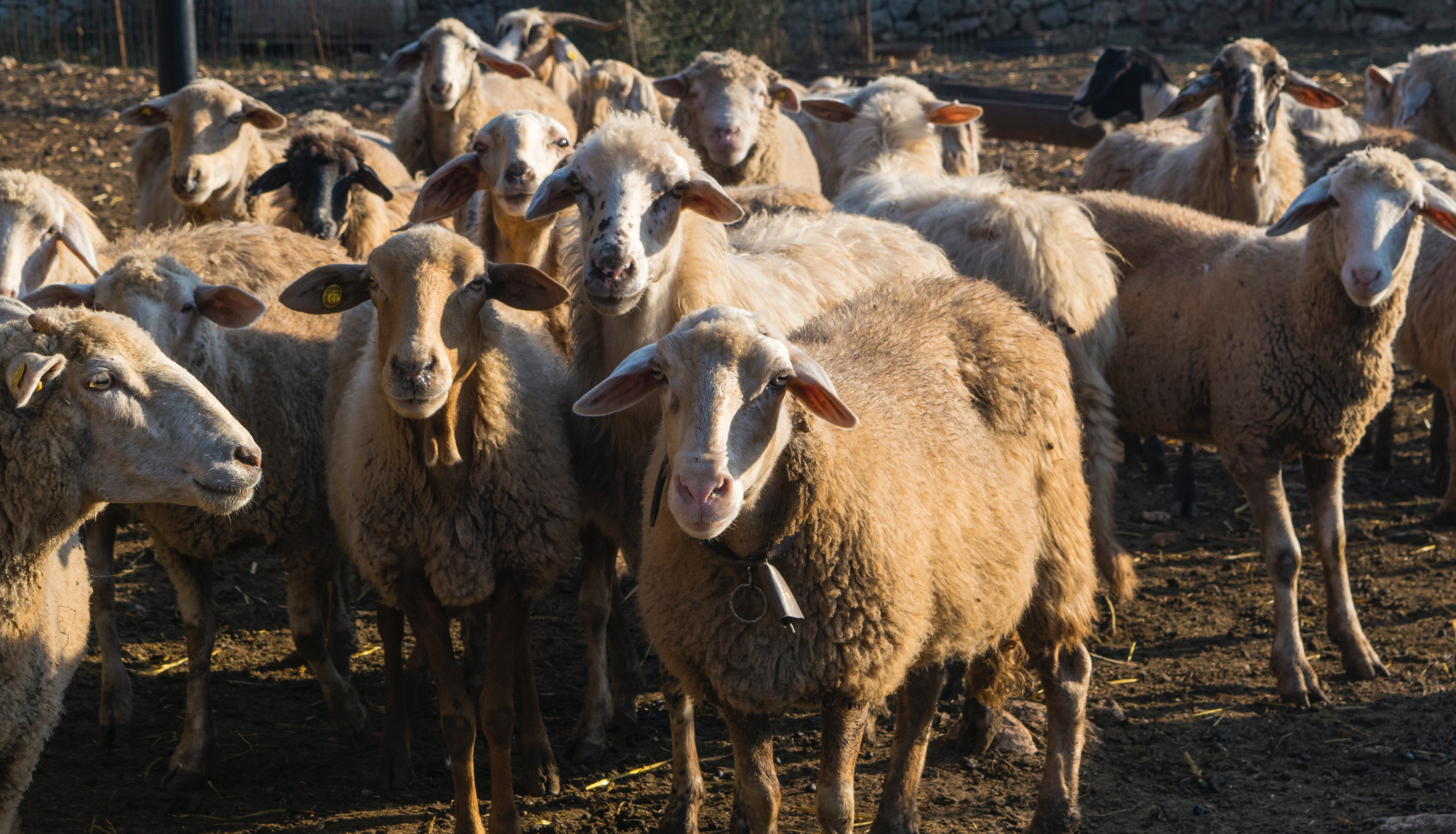 Sheep CREDIT Elia Clerici from Unsplash