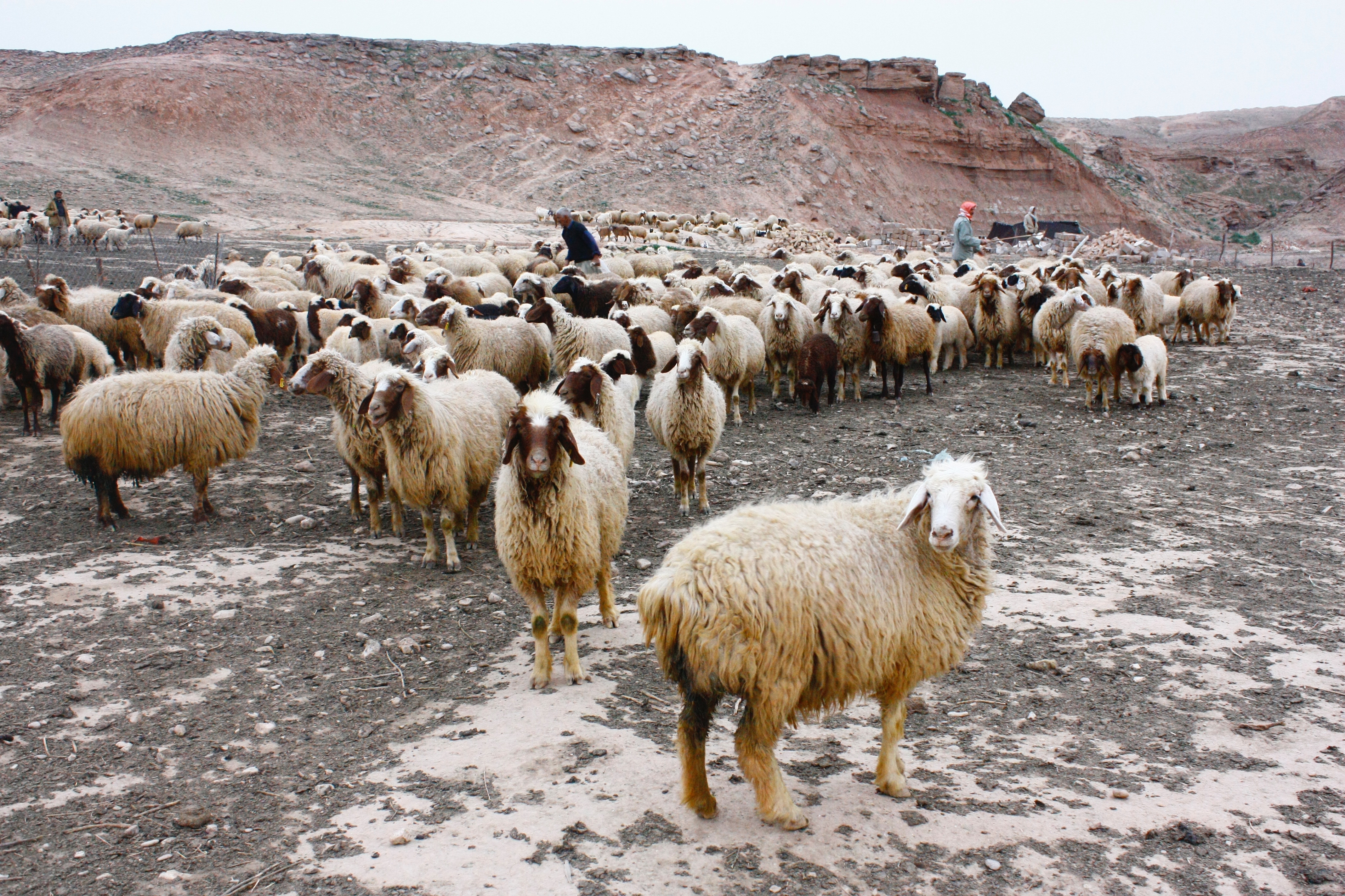 Sheep in Gilan Gharb, Iran CREDIT Nima Hatami from Unsplash