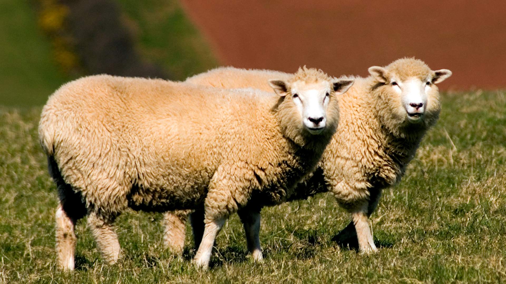 Sheep lambs Image ID AYKD9T CREDIT ALAMY STOCK PHOTO