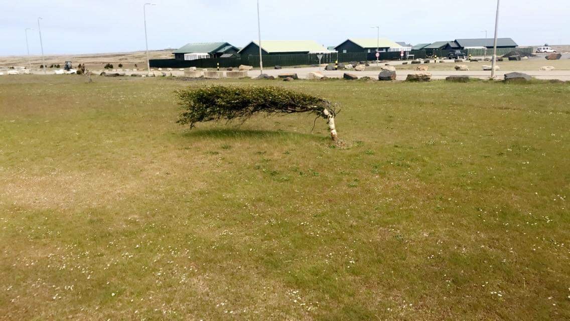 Sideways trees RAF Mount Pleasant Falkland Island