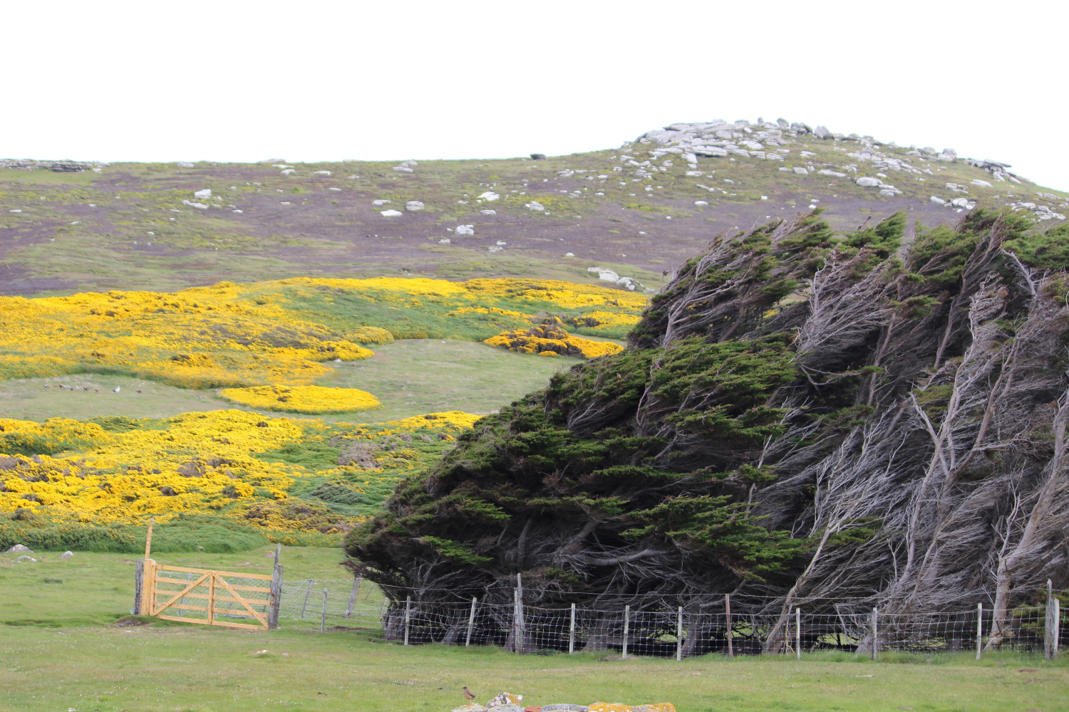 Sideways trees RAF Mount Pleasant Falkland Island: Picture courtesy of Kristina Klug