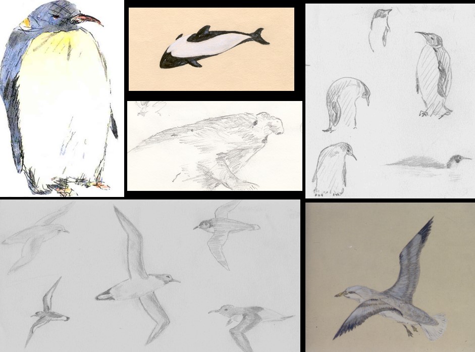 Sketches of penguins by Ewen Southby-Tailyour (Picture: Ewen Southby-Tailyour).