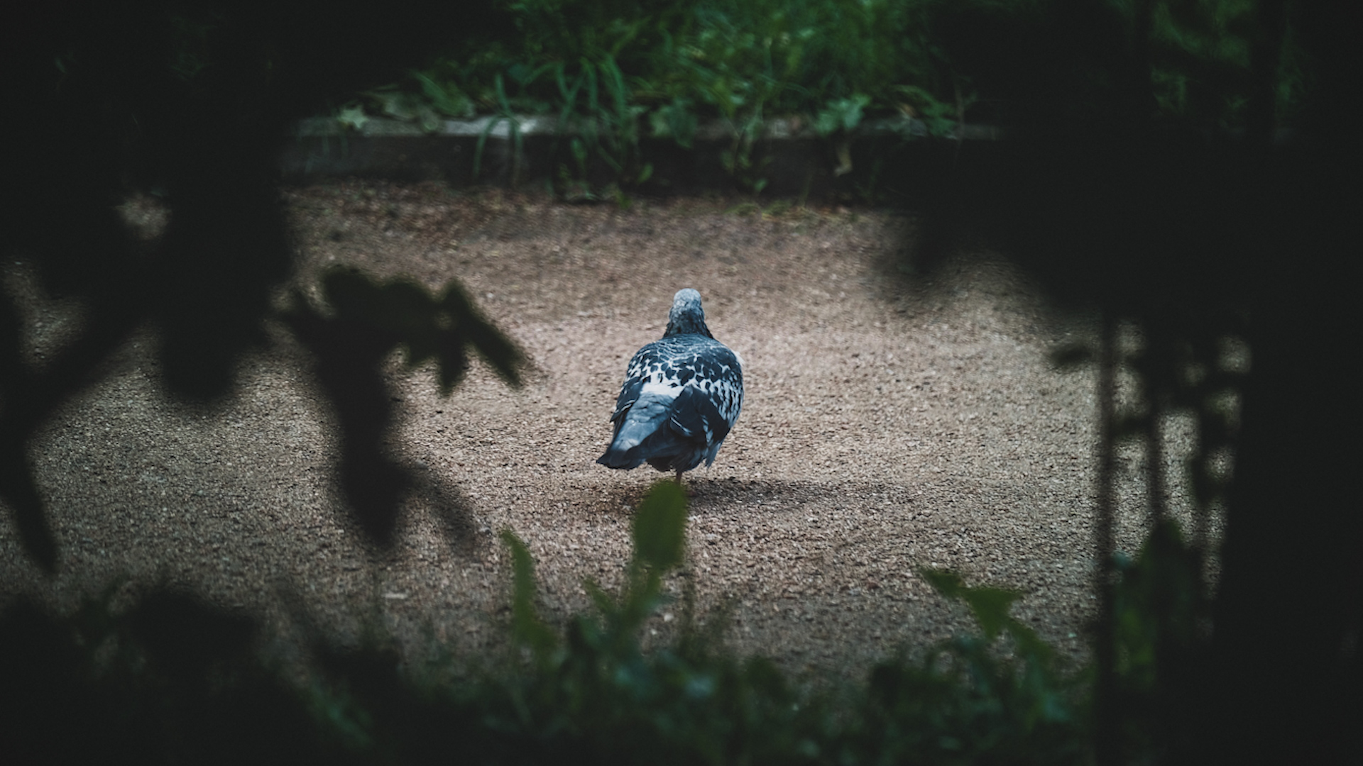 Solitary pigeon in park 140919 CREDIT unsplash.jpg