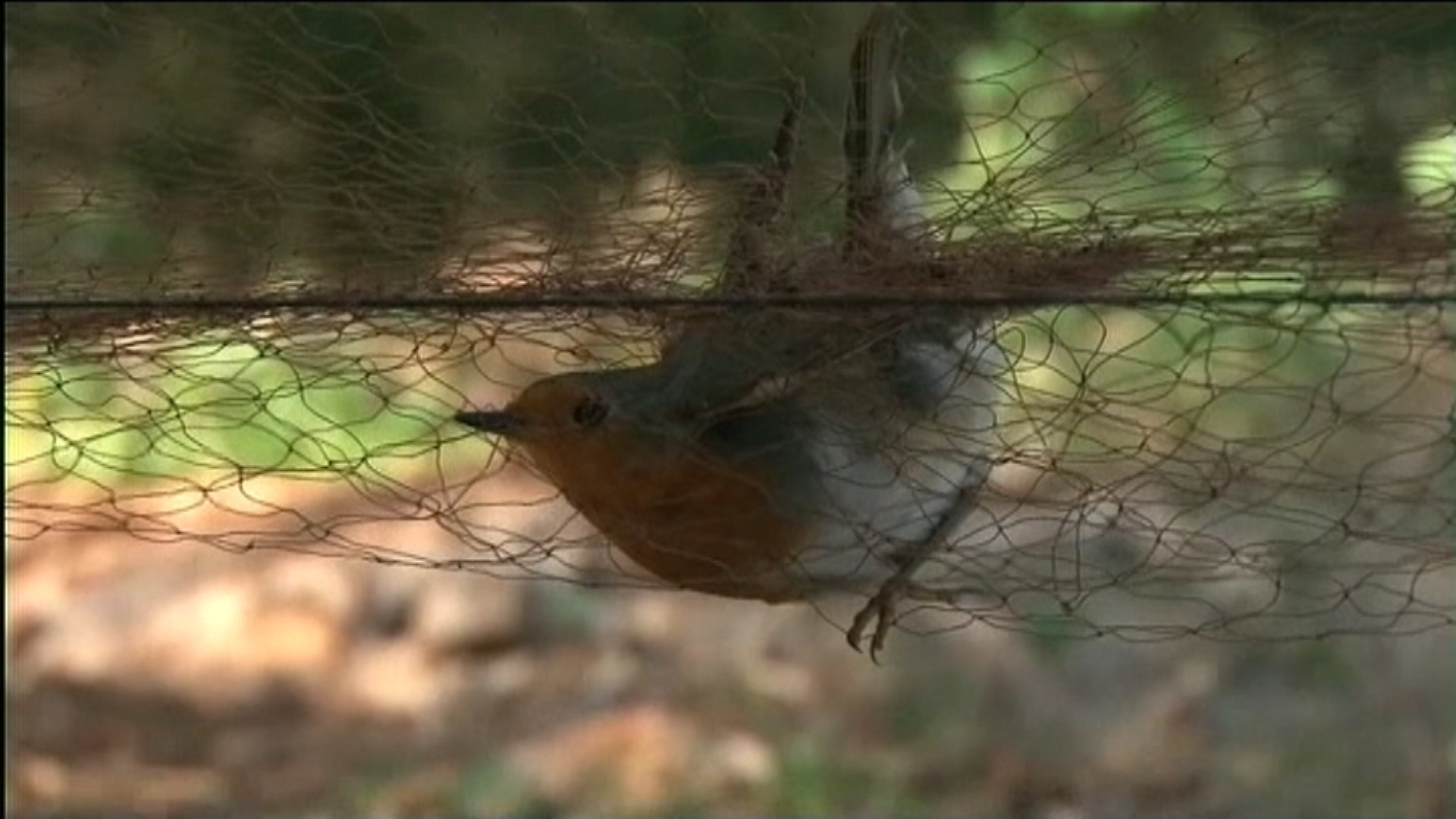 Songbird cyprus poaching 