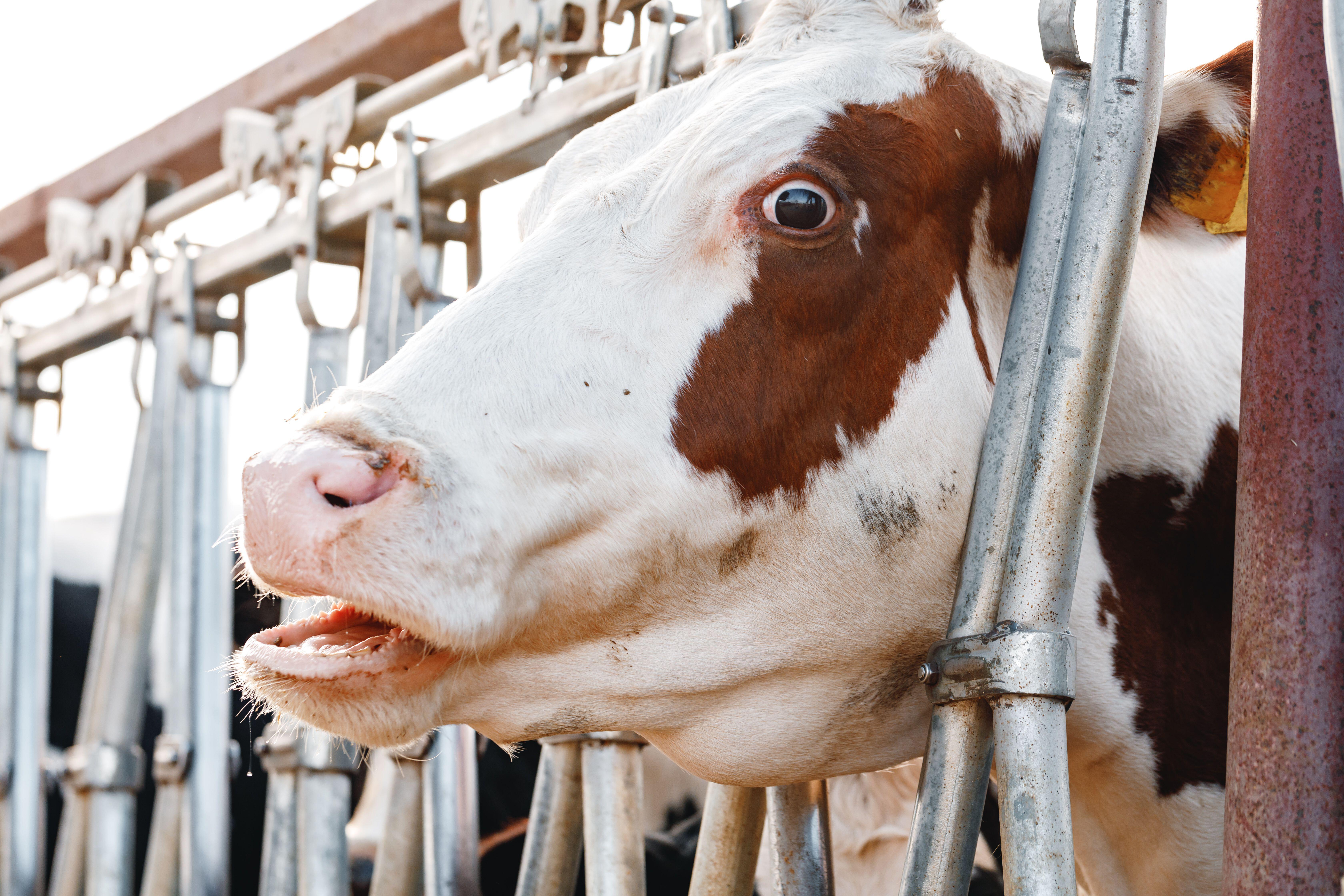 Stock image of cow standing in stall