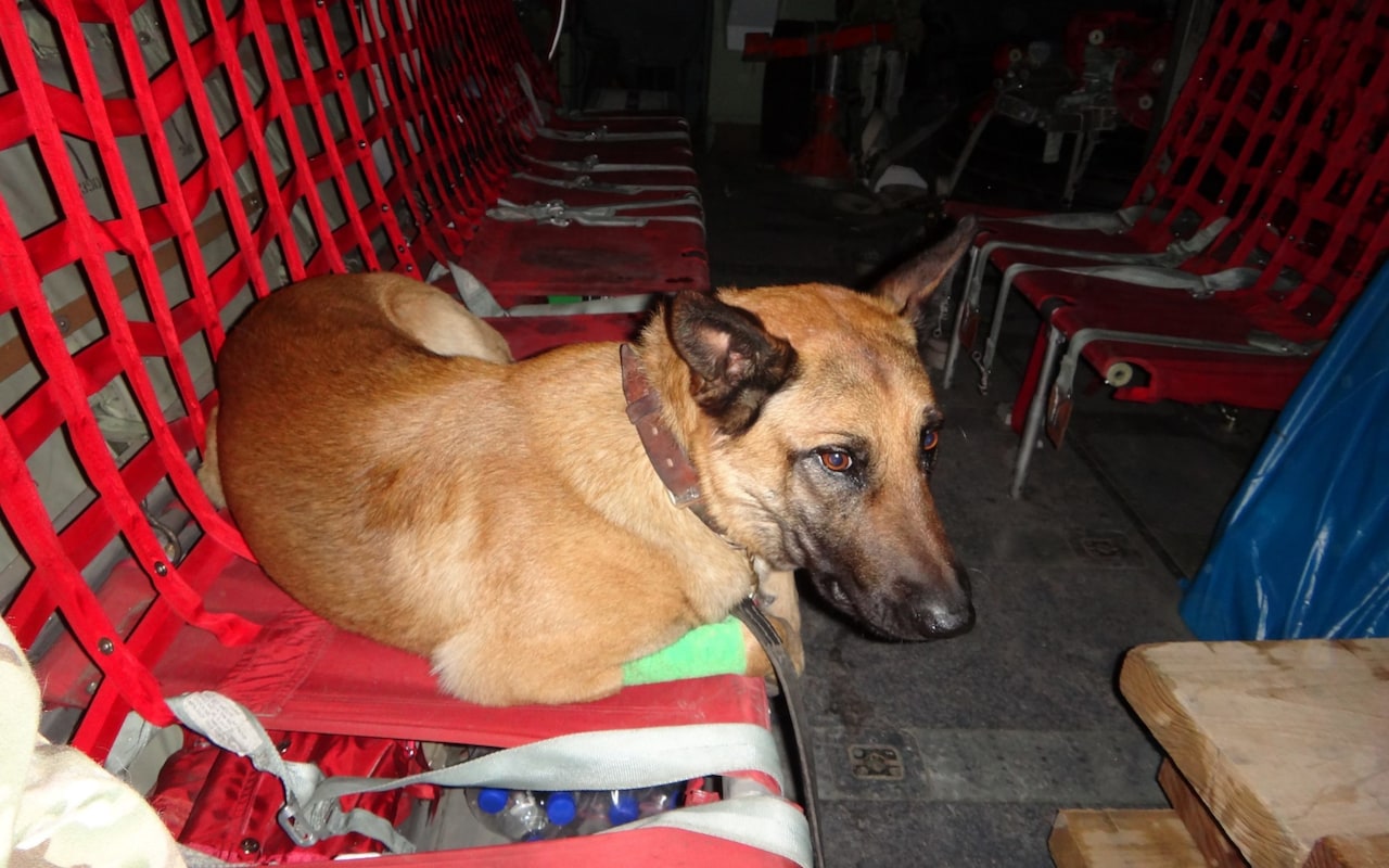 Dickin Medal recipient Mali in Afghanistan