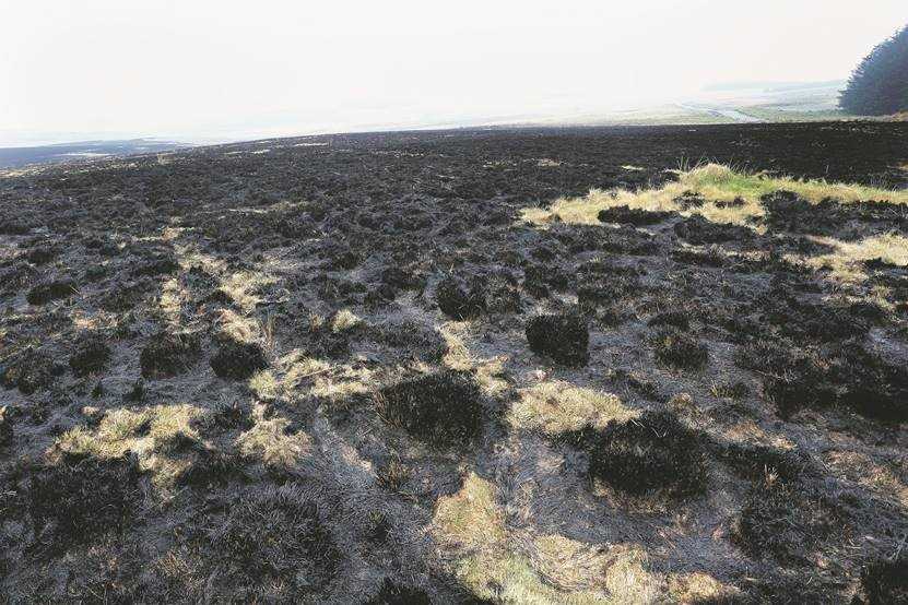 The aftermath of the fire at the training area in Brecon Beacons (Picture: Wales News Service).
