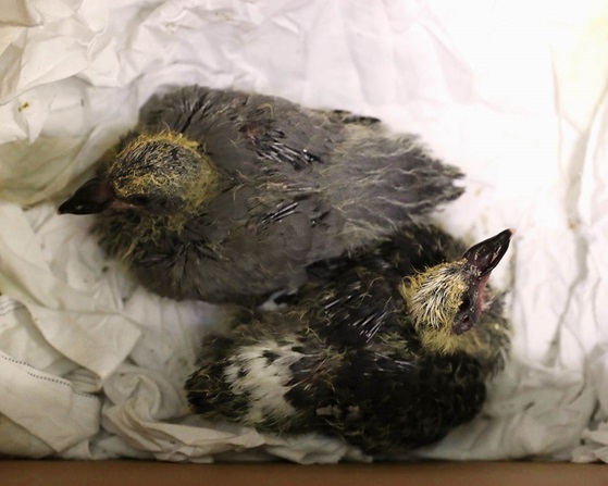 The orphaned pair were nicknamed F-35 and Lightning (Picture: Royal Navy).