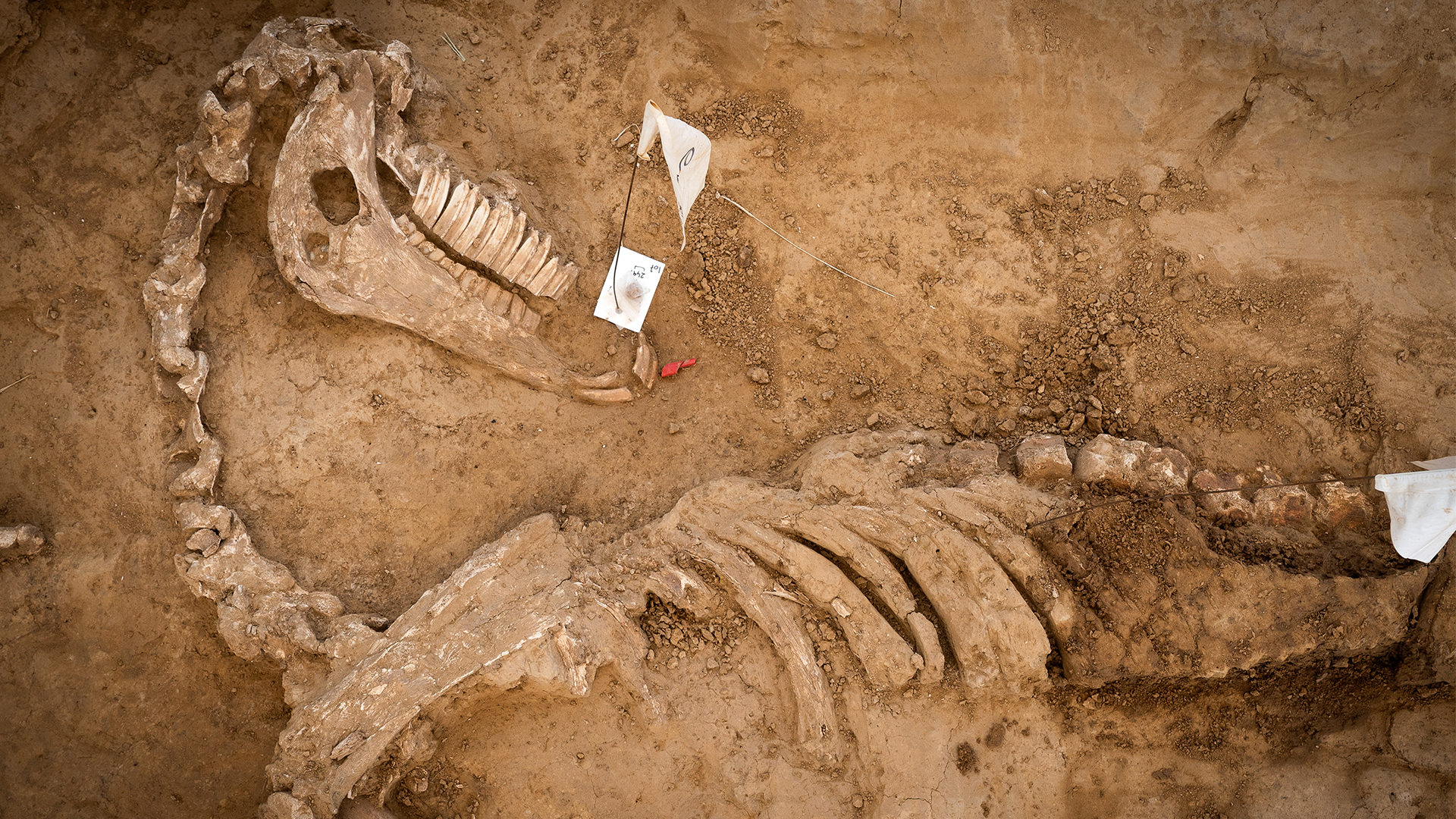 The team also found a number of horse skeletons at Waterloo, this one having been euthanised