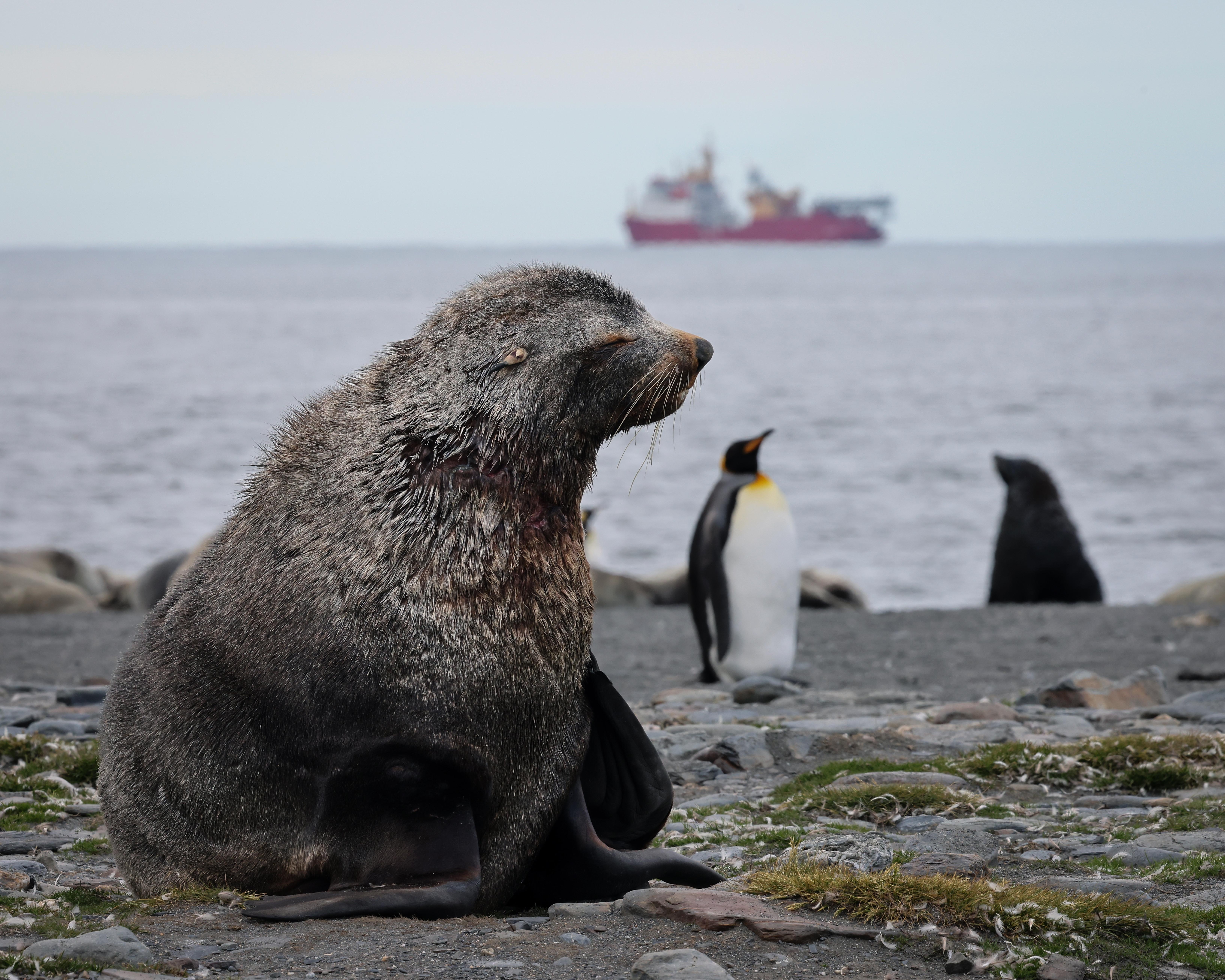 The wildlife around the edge of the Antarctic where HMS Protector has been scanning underwater peaks (Picture: Royal Navy).