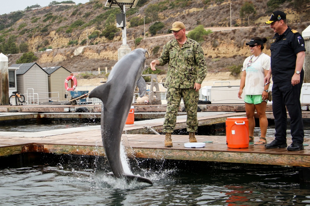 A dolphin shows off its skills during RIMPAC, the world's largest international maritime exercise (Picture: US Department of Defense).