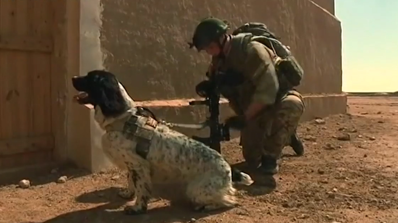 Theo the spaniel was awarded the Dickin medal posthumously (Picture: MOD)