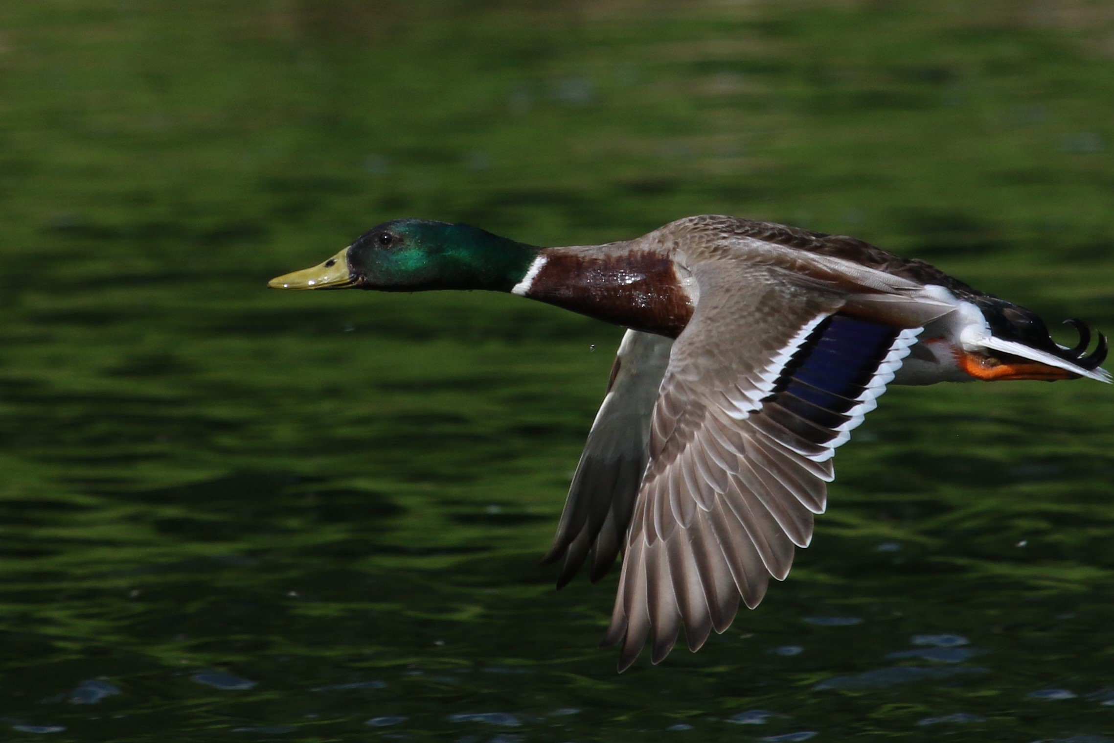 Tom Crawford Flying Duck (do not use again) 