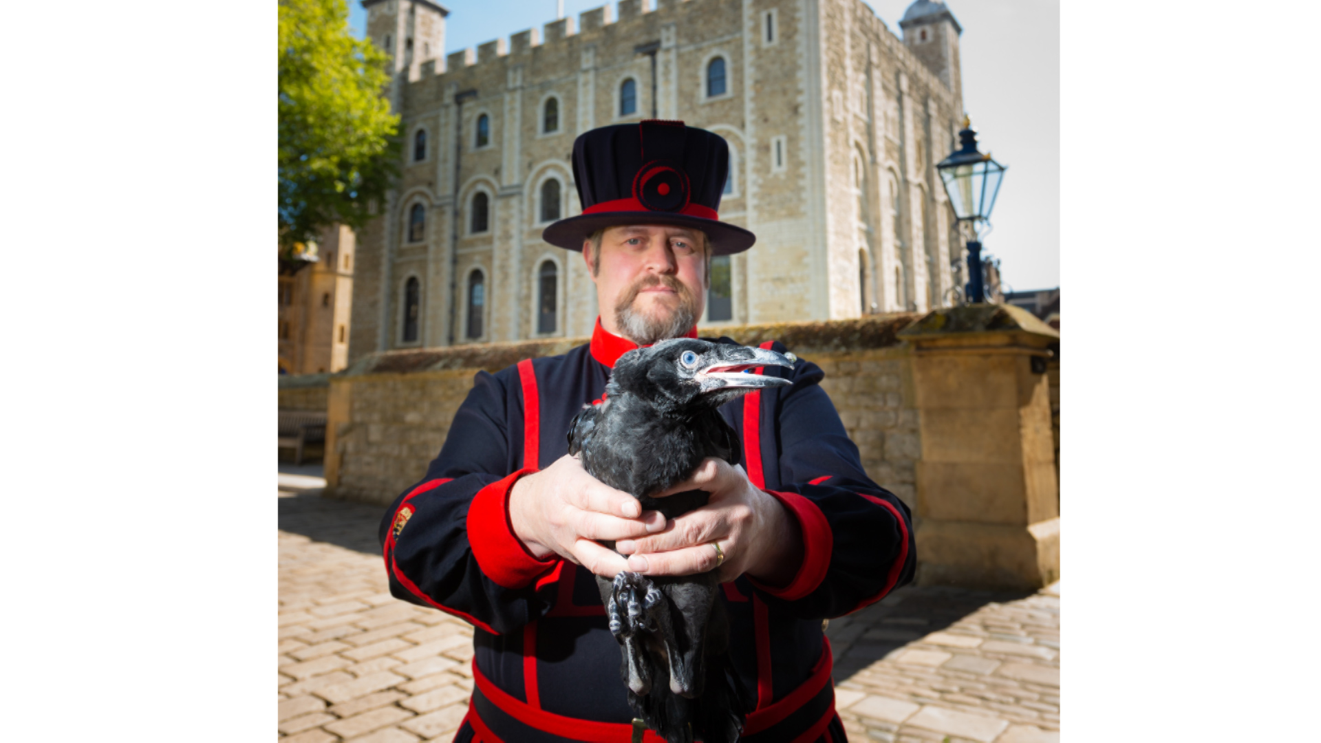 Ravenmaster Chris Skaife holds the first raven chicks to be born at the Tower in 30 years in 2019