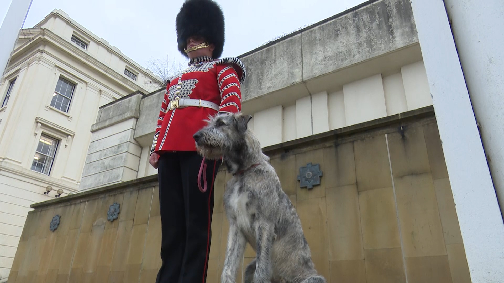 The formal name of the Irish Guards' mascot is Turlough Mór - but everyone calls him Seamus