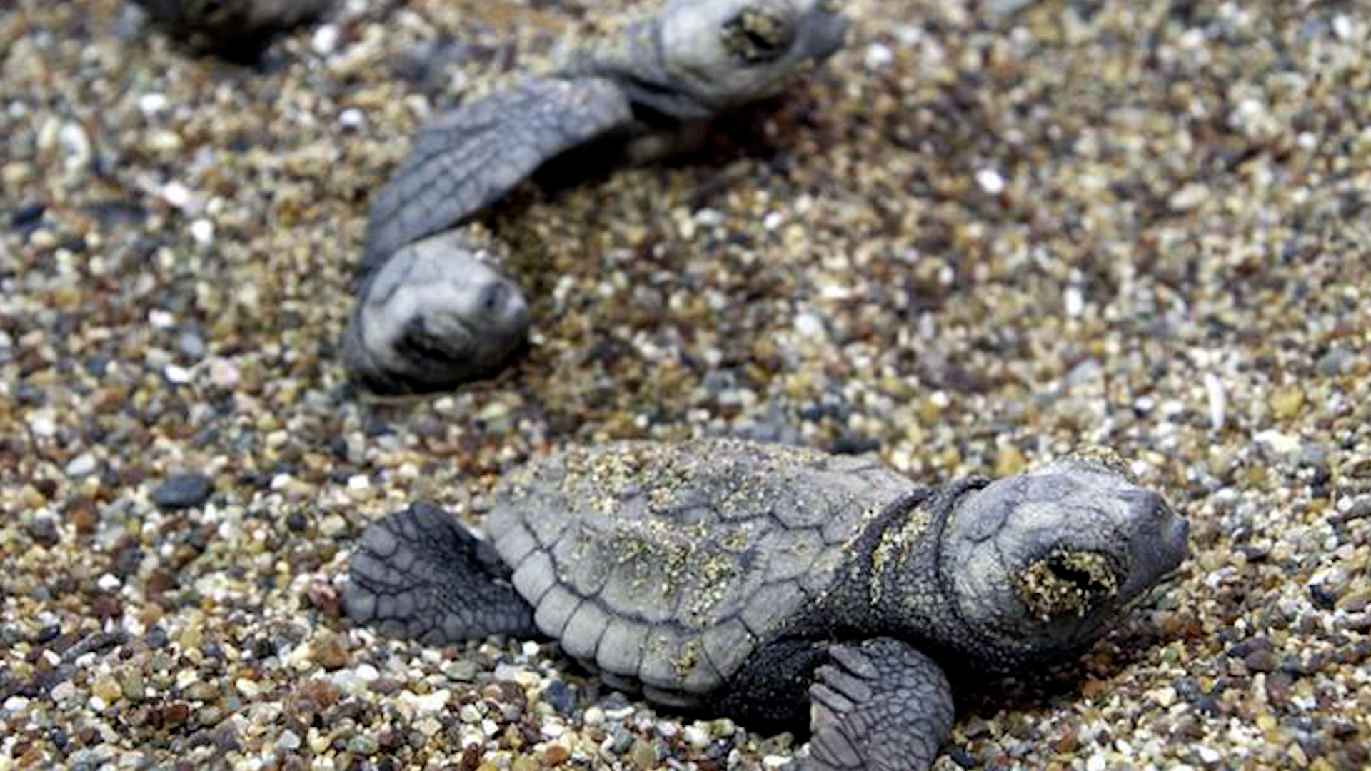 Turtle hatchings in Cyprus (Picture: MOD).