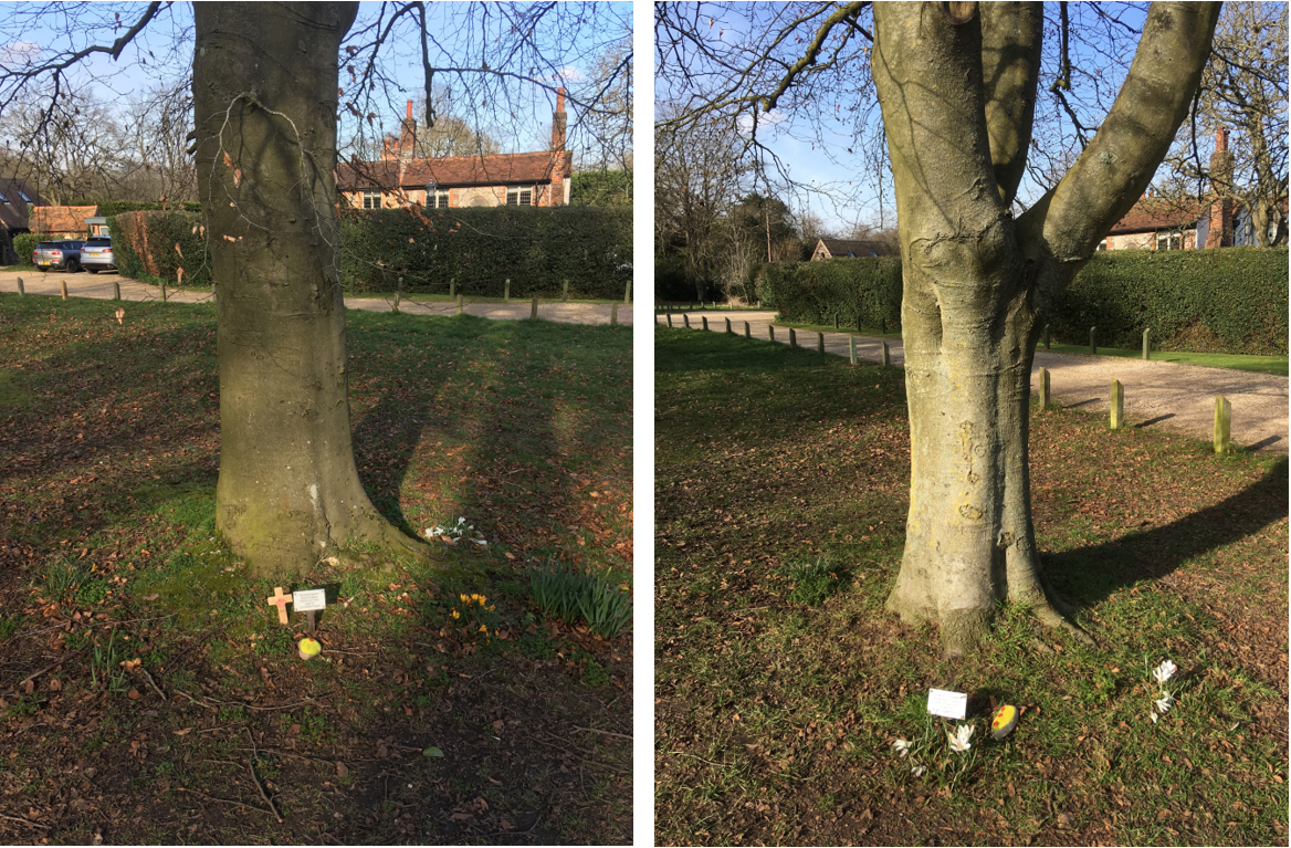 First World War memorial trees in Tylers Greek in Buckinghamshire