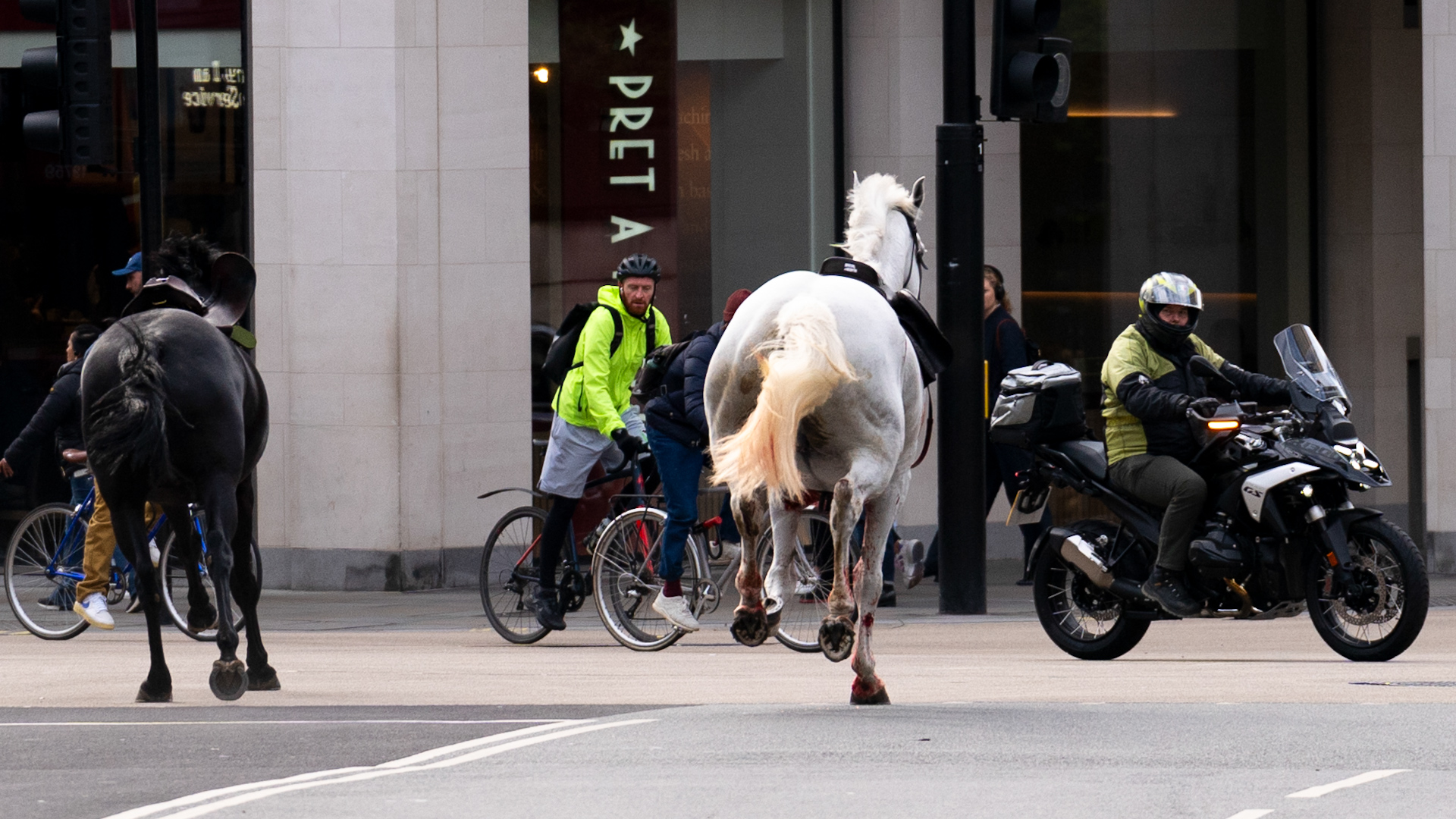 Grey horse runs loose through central London after bolting