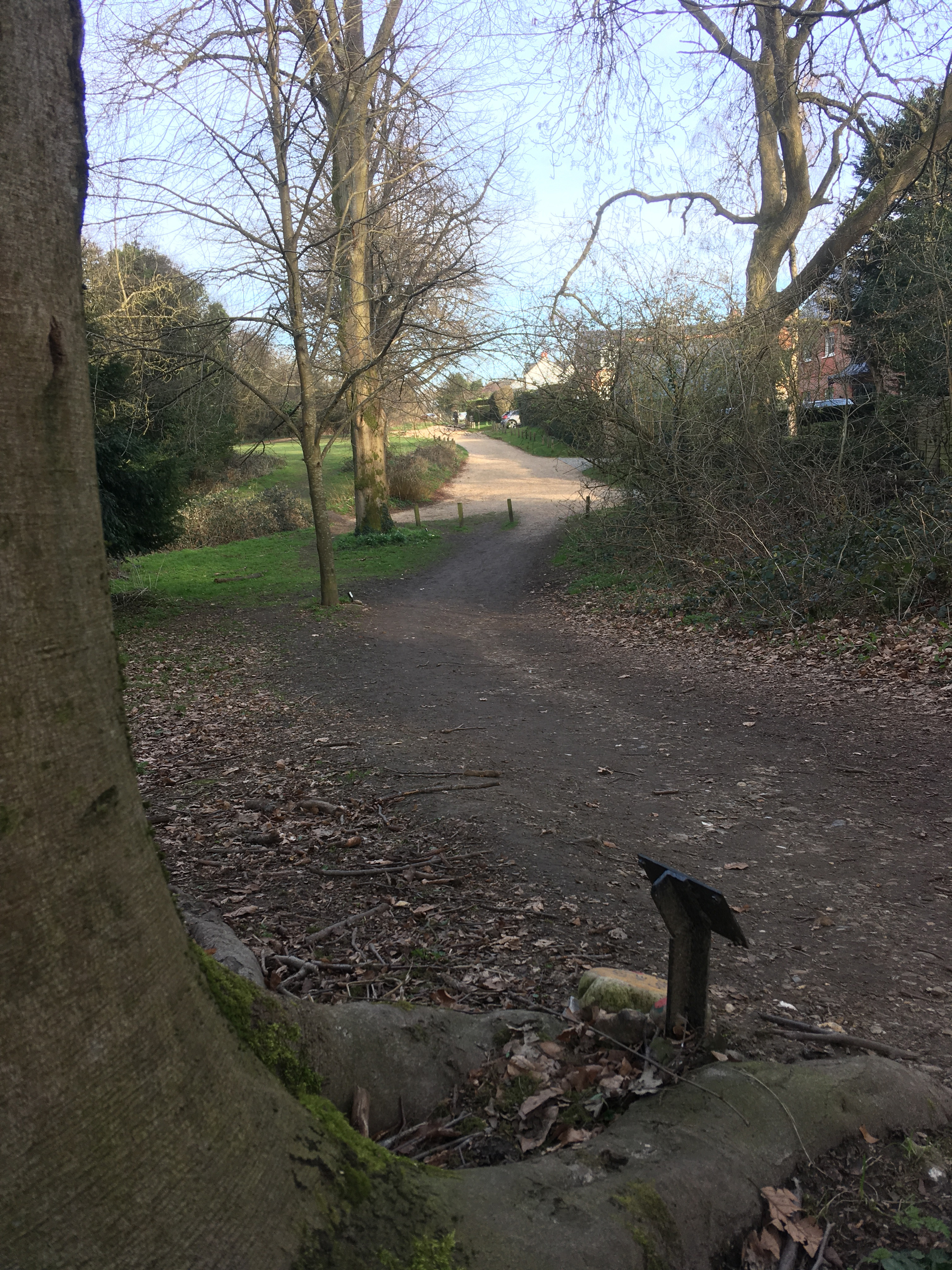 First World War memorial trees in Tylers Green
