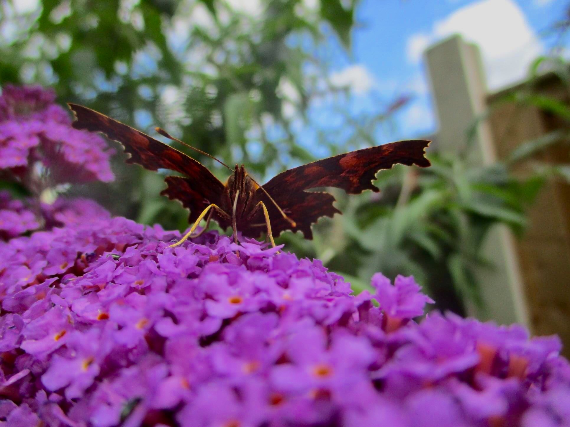 U18 Evie Rutherford The Beautiful Butterfly .jpeg 