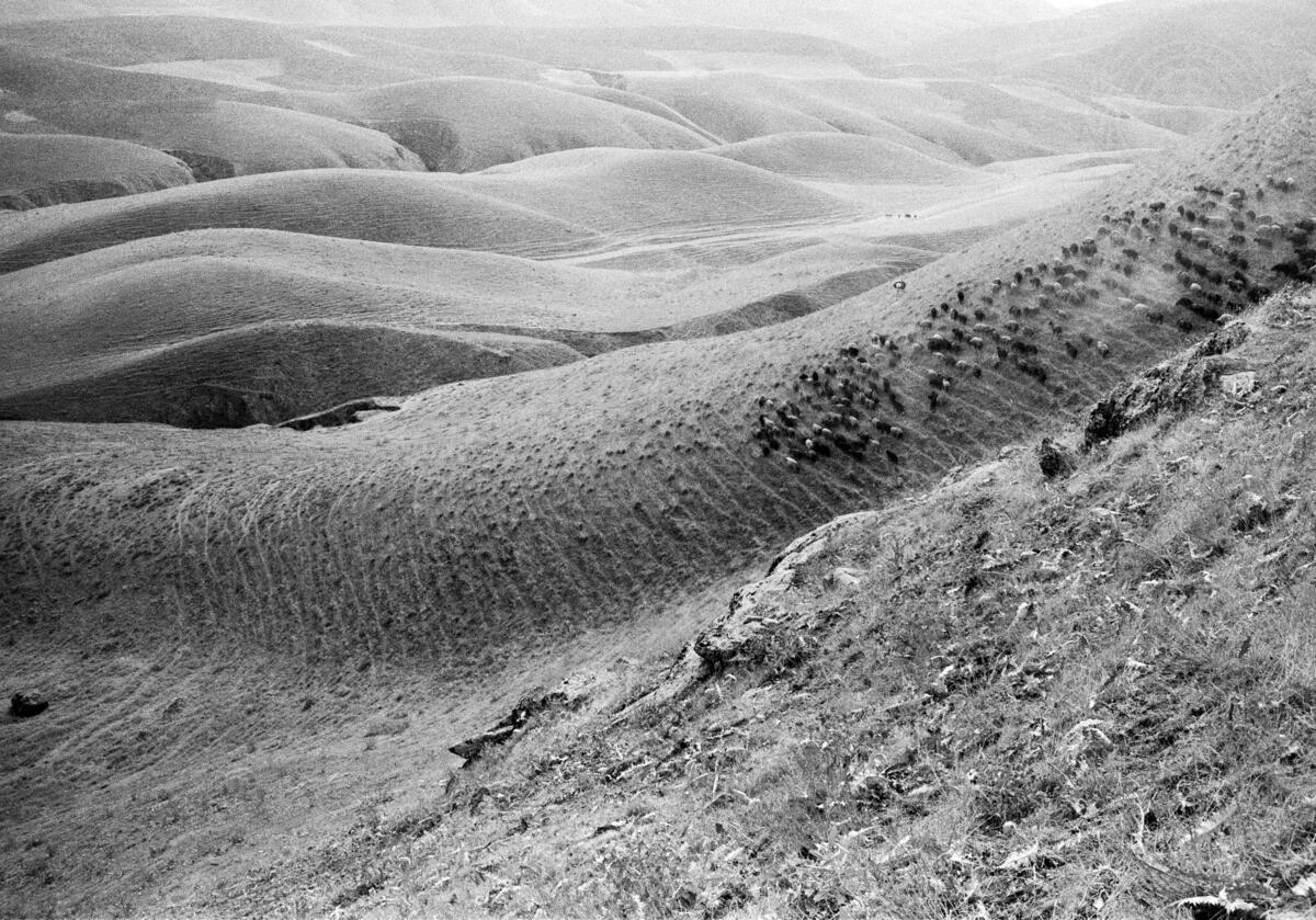 UN Funded agriculture in the 1950s