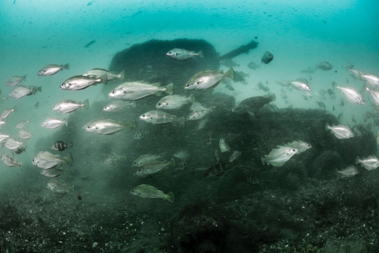 (Credit: Isle of Purbeck Sub Aqua Club)