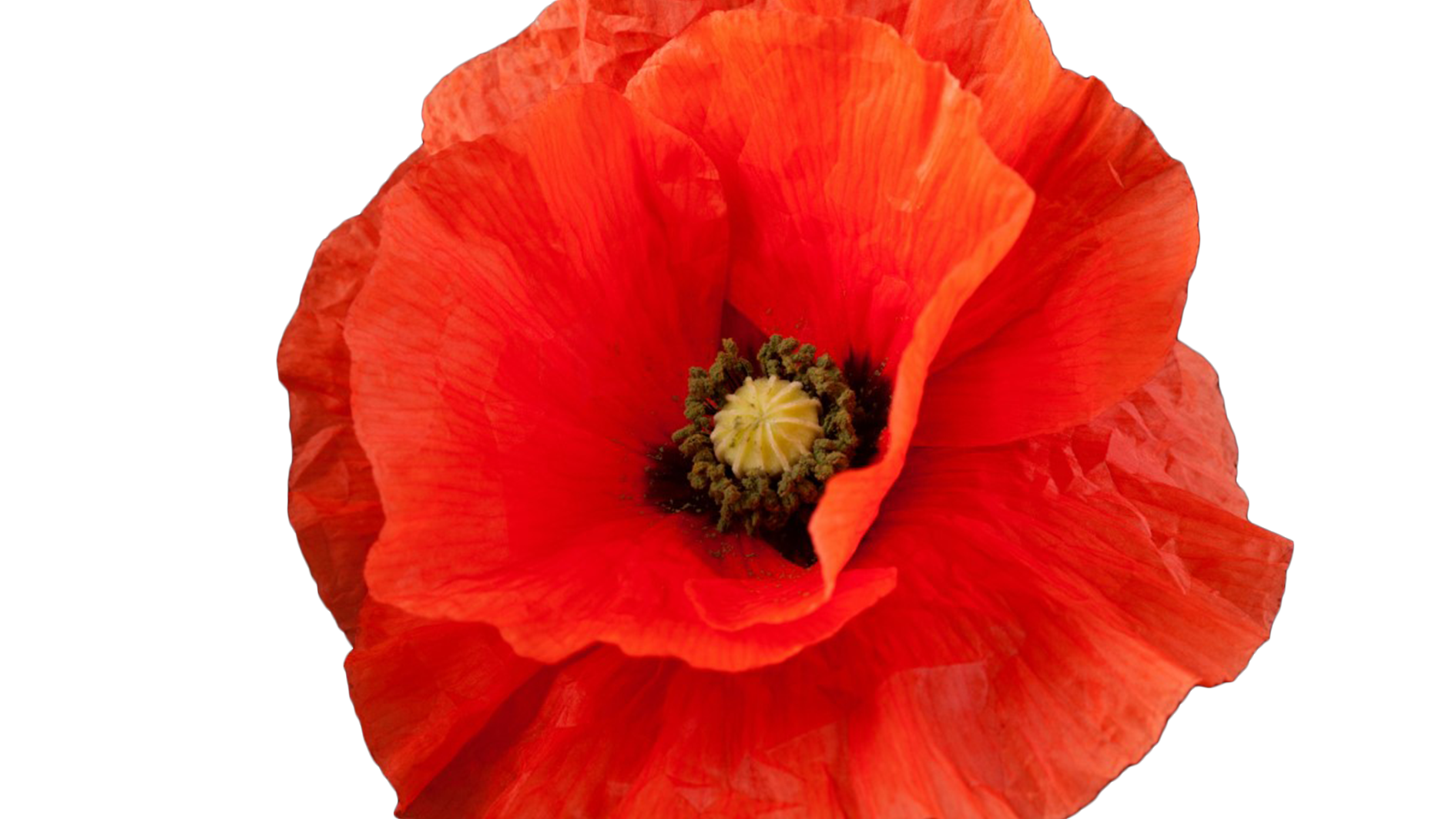 What do the different colour poppies mean?