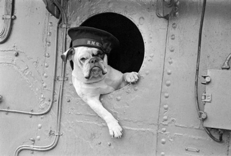 "Venus" the bulldog mascot of the destroyer HMS VANSITTART 1941