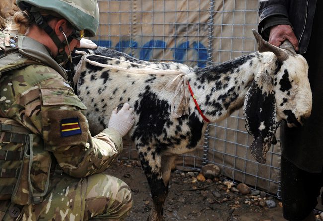Vet - pic MoD