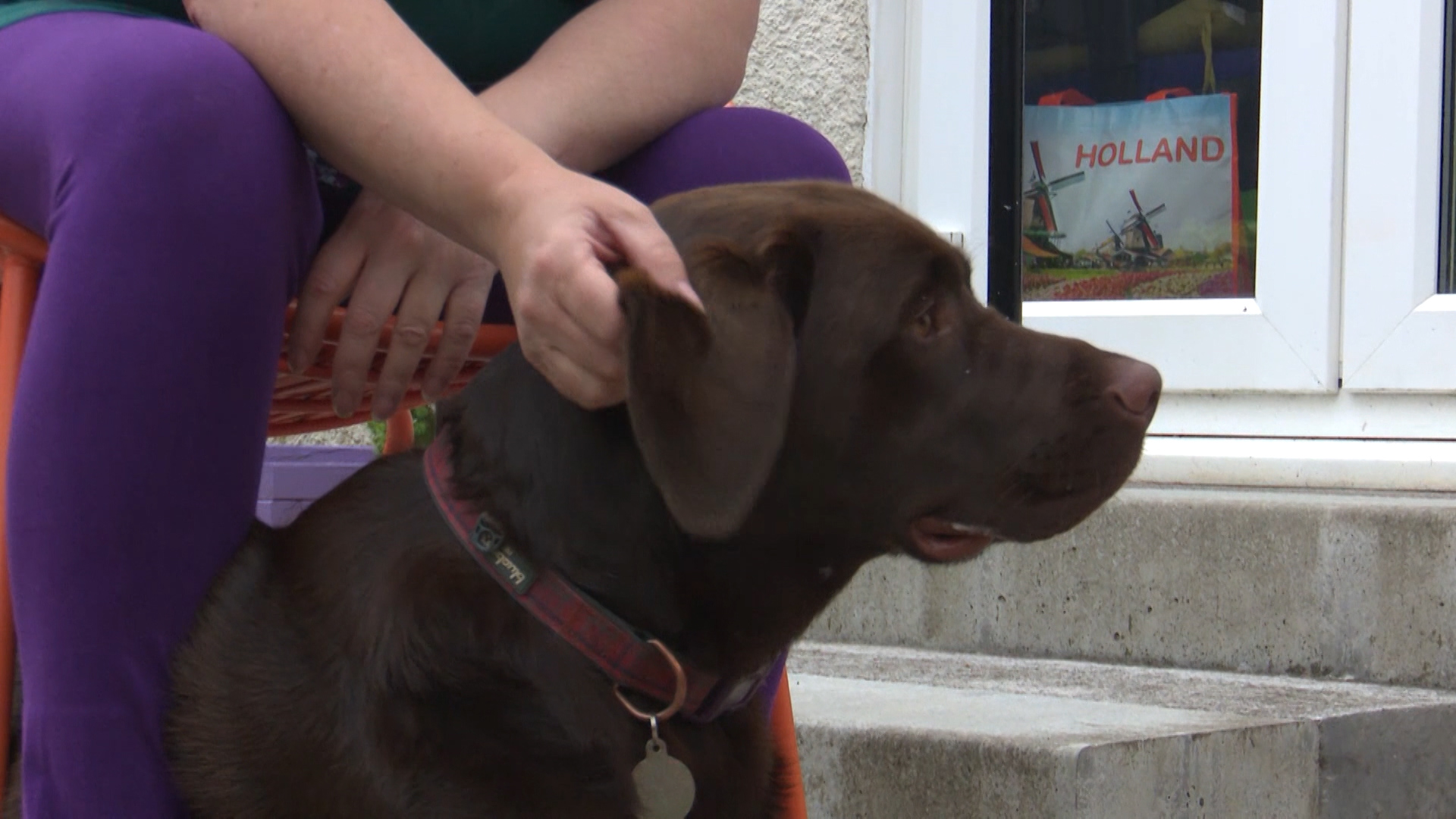 Ms Ramsey said Labrador Clyde helps her when out of the house together.