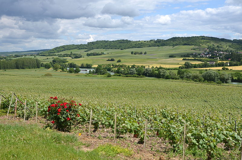 Vineyards near to Trelou sur Marne by Pline