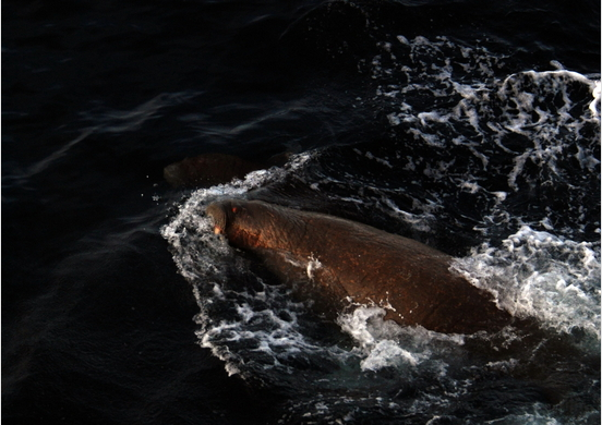 Walrus near Franz Josef Land
